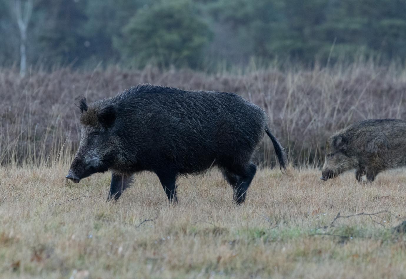 wild-zwijn-ark-rewilding-nederland